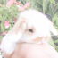 Baby_bunny